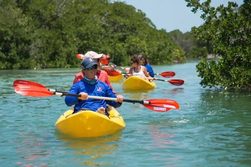 Mangrove Kayaking Tour