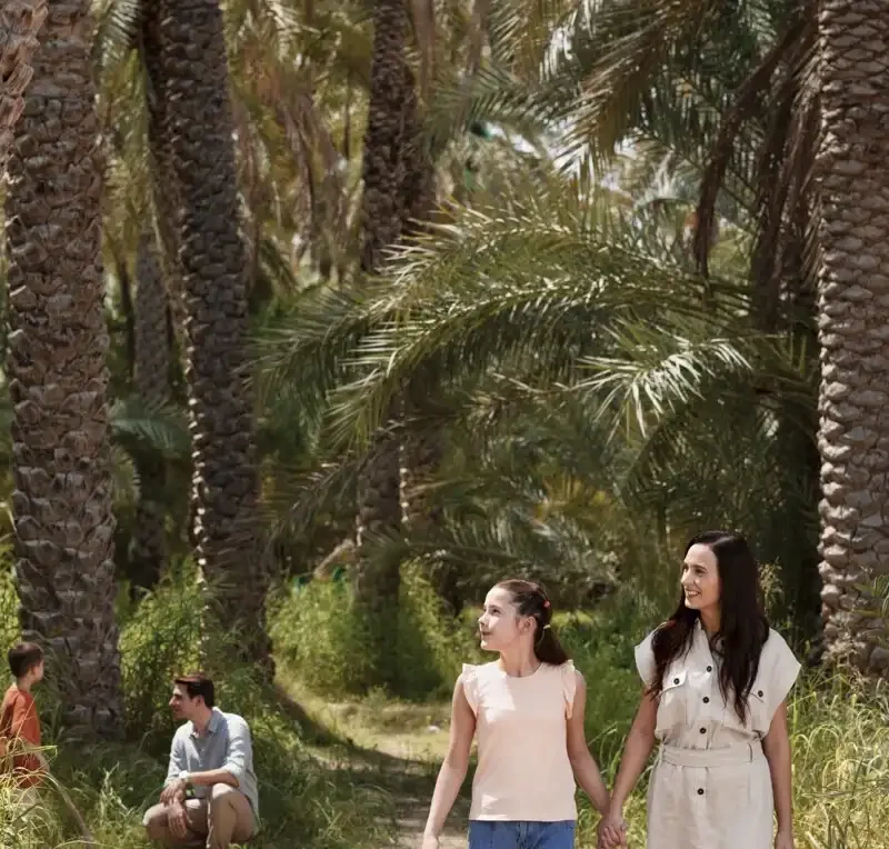 Al Ain Oasis Tour