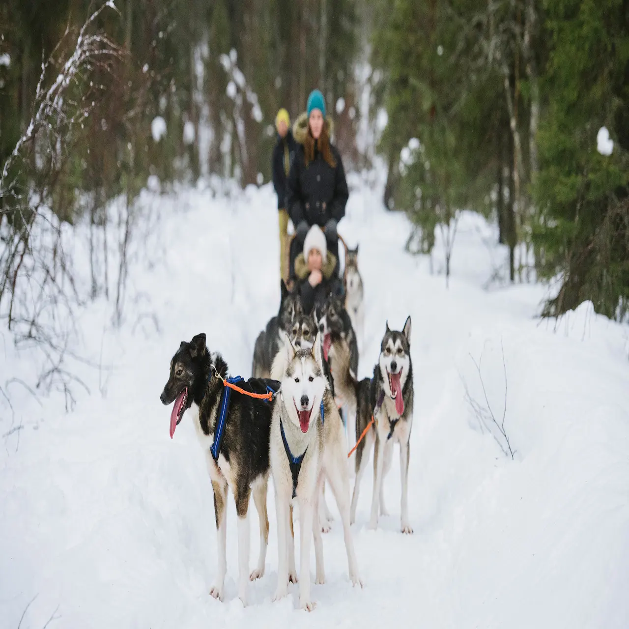 Best of Finland - Midnight Sun - Binmoosa Travel Best of Finland - Midnight Sun - Binmoosa Travel